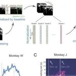 PNAS&#160;|&#160;中科院神经所顾勇团队通过功能超声成像揭示非人灵长类大脑对真实自身运动的编解码机制