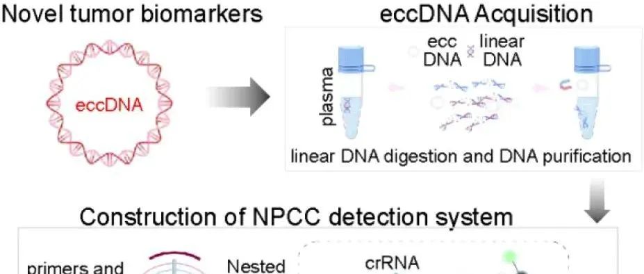 AC.利用CRISPR/Cas12a偶联巢式PCR超灵敏检测eccDNA用于肿瘤诊断