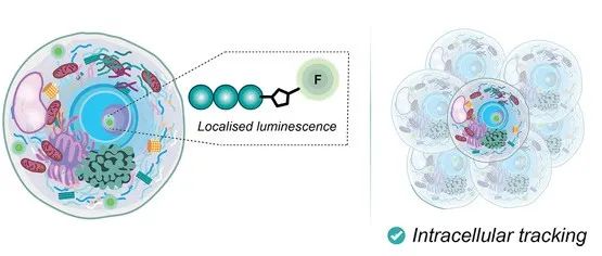 Nucleic Acids Research  &#166; 一种用于乳腺癌治疗的可追踪三核铂配合物
