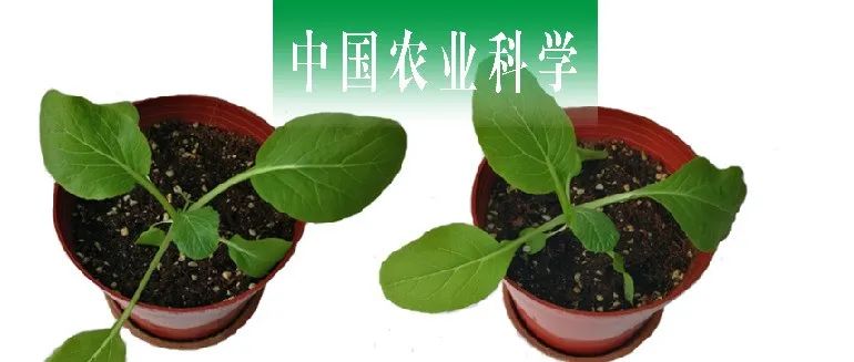 中国农业科学 | 海南农科院庞强强和孙晓东课题组探析菜心减数分裂相关基因BrASY2参与植株耐热性的功能