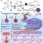 西安交大吴道澄团队 ACS Nano：分子堆砌@无限配位聚合物复合纳米粒实现肿瘤连续高强度光热-热动力交替循环治疗和化疗