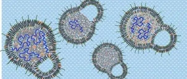 【JCR】揭开mRNA-LNPs的真实面貌：mRNA-free的“空壳LNPs”到底有什么影响？