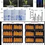 Plant Physiology | 西北农林科技大学薛吉全团队克隆玉米耐热基因ZmATG8c并初步明确其调控机制