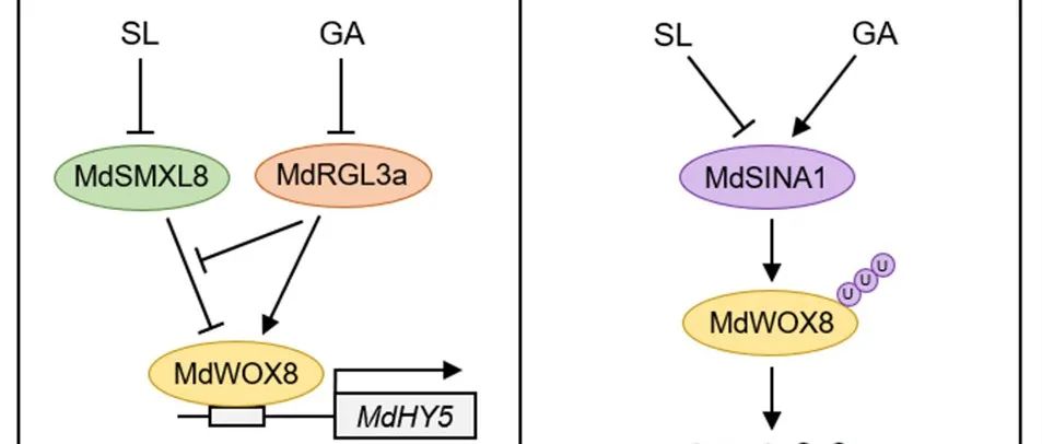 JIPB | 中国科学院武汉植物园联合云南大学揭示SL-GA信号互作及WOX蛋白泛素化调控新机制