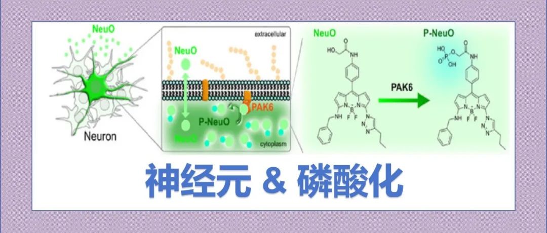 文献分享|揭示神经元特异性荧光探针NeuO的作用机制：通过PAK6激酶的细胞内磷酸化