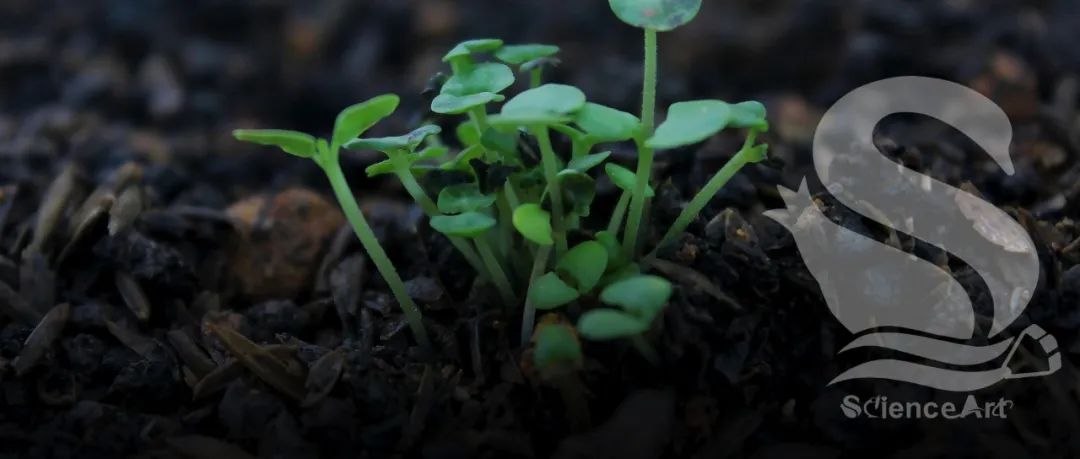 Nat plants| 邓馨/林金星团队发现CYBDOM催化质外体AsA再生，并与RbohD互作，从而激活植物的自噬作用和抗旱性