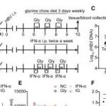 GUT | 福建医科大学欧启水等团队研究发现甘氨酸可抑制HBV cccDNA