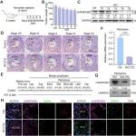 Adv Sci丨华中科技大学袁水桥研究发现m6A阅读器hnRNPA2B1在男性减数分裂中的新功能