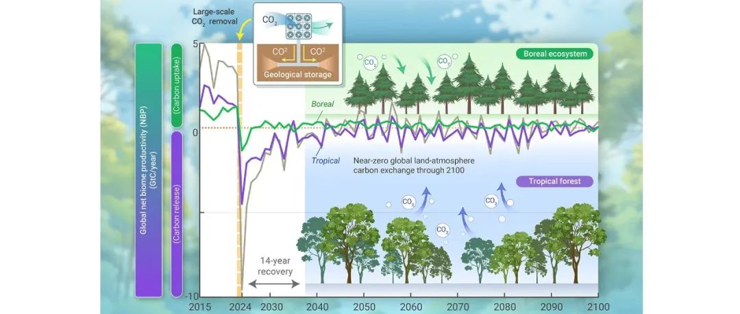 The Innovation Geoscience | 大规模碳移除后，陆地生态系统如何响应？