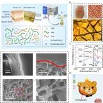 海南大学张晖/杜杰教授团队 Adv. Sci.：年糕启发的纹理化Janus水凝胶-用于身体信号传感与人机交互的柔性电子皮肤新突破