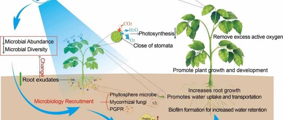 Journal of Plant Ecology | 成都生物所尹春英团队系统综述植物共生微生物调控植物抗旱性的关键机制