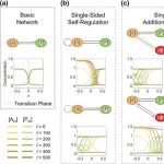 eLife | 北京大学汤超团队合作构建的反应扩散网络可维持细胞极化模式的稳定性和不对称性