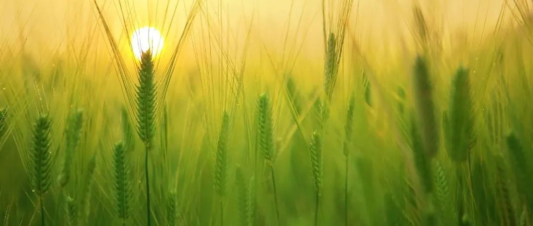 更新! （8月2日）国自然植物科学领域青A+2，青B+6
