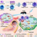 ACS Nano：仿生纳米颗粒可靶向调节脂质代谢和巨噬细胞表型以实现动脉粥样硬化的程序化管理
