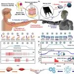 纽约州立大学刘骏教授课题组Nature Communications重磅：仿生自驱动柔性直流发电传感助力机器人灵巧抓取
