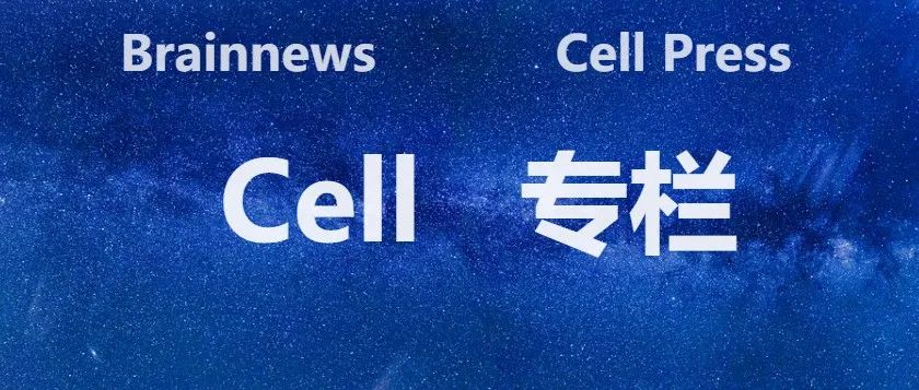 Cell：“读脑电如观浪”——最新光纤技术如何揭示大脑高频节律新世界？