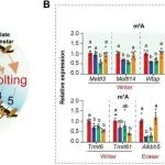 Adv Sci丨首都师范大学杨美玲等团队研究阐明m6A修饰与LLPS协同调控昆虫蜕皮基因表达的分子机制