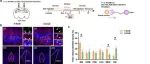 Cell Res丨复旦大学王菲菲研究发现PTX1和NPTX2的协同作用可防止印迹集合过度活跃