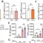 Adv Sci丨上海营养与健康研究所陈雁研究发现MCT1和MCT4在调控巨噬细胞极化方面具有相反的作用