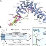 Nat Commun | 中国科学院生物物理研究所冯巍研究组揭示驱动蛋白kinesin-2的组装机制