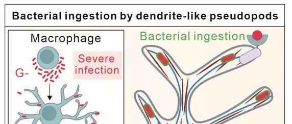 EMBO J | 中国科学院上海药物研究所酒亚明团队发现巨噬细胞形成“树突状伪足”高效捕获细菌的免疫新防御策略
