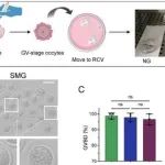 Adv Sci丨中国科学院张键等人研究发现线粒体功能障碍介导SMG诱导的减数分裂异常