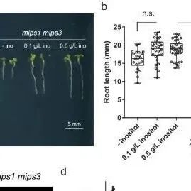 杨维才等团队最新Nature子刊