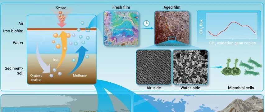 【他山之石】湿地上漂浮的铁生物膜：甲烷气体的彩色屏障