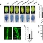 西北农林科技大学单卫星教授团队在马铃薯晚疫病研究领域方面取得重要进展