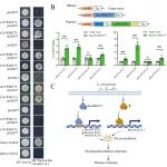 扬州大学王幼平团队揭示BnaWRKY75调控油菜菌核病抗性的分子机制
