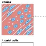 研究进展：生物工程结构各向异性 | Nature Reviews Bioengineering