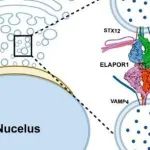 PNAS | 清华大学王凤超/郑三多研究发现ELAPOR1是顶体发生必需的栓系因子，通过铜离子依赖的分子机制调控PAVs融合