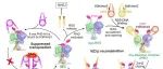 PNAS | 安徽大学陈学敏等团队研究揭示RAG1通过整合RAG2协同调控V(D)J重组并抑制转座活性