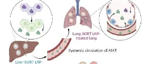 文献速递 | “双重 SORT LNPs 实现多器官碱基编辑