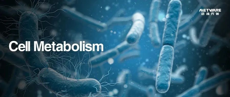 Cell Metab | 肥胖相关疾病研究新突破！D-乳酸捕获或成调控血糖肝病新靶点