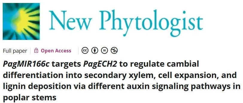 文献分享|PagMIR166c 以 PagECH2 为靶标，调控杨树茎中次生木质部分化 、细胞膨大和木质素沉积