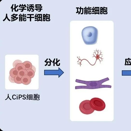 Cell Stem Cell | 北京大学邓宏魁团队在化学重编程领域取得新成果：首次实现将人体血液细胞化学重编程为多能干细胞