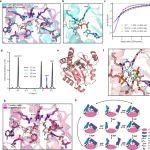 Nat Commun | 中国科学技术大学阮科团队与合作者系统解析人源鸟苷酸激酶的催化机制