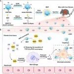 ACS Nano：溶酶体靶向纳米嵌合体可通过减少转化生长因子-β和降解激活素受体样激酶5缓解肝纤维化