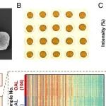 PNAS | 上海交通大学钱昆等人研究揭示了血清代谢标志物在OAL临床管理中的重要应用价值