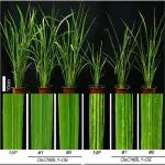 河南农业大学与宁波大学联合培养博士生以第一作者身份发表Nature Communications
