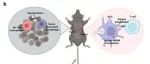 浙江大学唐建斌团队Chem & Bio Engineering | 羟氯喹衍生可离子化脂质可促进脾脏转染并增强癌症免疫治疗