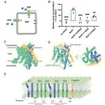 PNAS | 西湖大学施一公合作解析拟南芥AUX1蛋白在未结合IAA状态和IAA结合状态下的三维结构