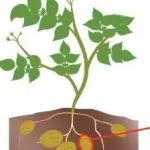 山东农业大学副教授一作在一区Top期刊（IF=9.6）发表研究成果，揭示影响马铃薯疮痂病的关键因素