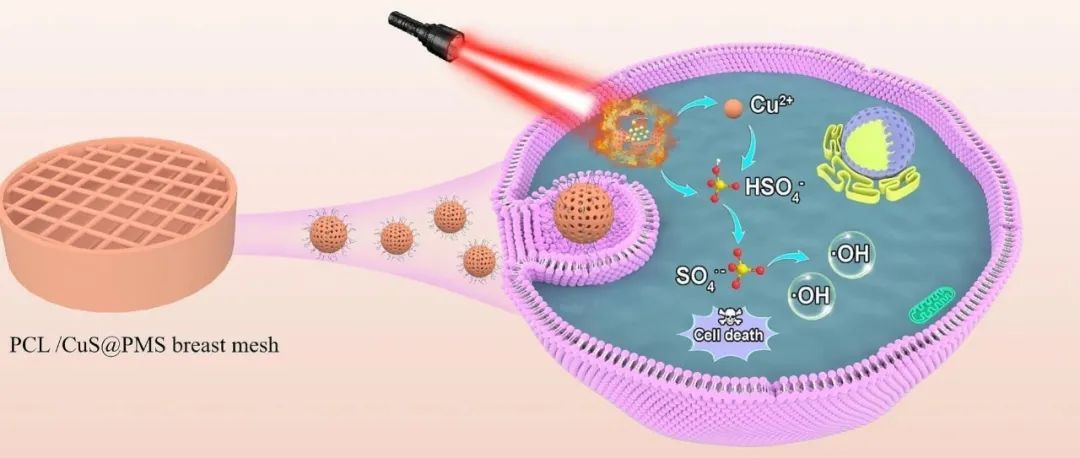 文献速递|江西理工大学ASS:刺激响应型CuS@PMS纳米系统增强了网状结构的氧气独立性抗肿瘤活性