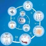 Cell | 中科院动物研究所刘光慧与合作者破译人体衰老的蛋白密码