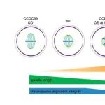 Cell Mol Life Sci. | 动物所王震波与合作者绘制卵母细胞纺锤体的蛋白图谱并揭示Ccdc69调控纺锤体组装的机制