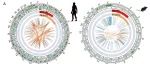 Cancer Res丨中山大学王显嵩等团队研究发现哺乳动物抑癌基因节段缺失通过降低突变率抑制肿瘤发生