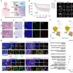 Nat Commun | 中国医科大学罗秋华等团队研究发现嵌合外泌体衍生的免疫调节剂可恢复淋巴结微环境以增强TNBC免疫治疗