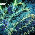 厦门大学汪骋团队: 光催化甲烷氧化的芳香羧酸催化剂研究